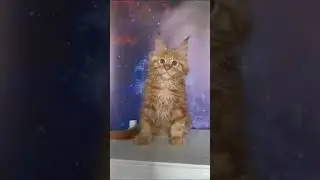 Котик мейн-кун. 2 месяца. Доступен.