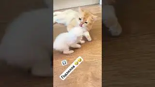 Отцовский лещ #смешныеживотные #cat #kitten #yourcat