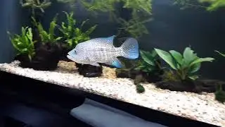 Planted dovii tank ( wolf cichlid )
