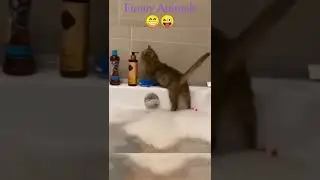 Funny Animals Reaction Caught on camera 😂😂