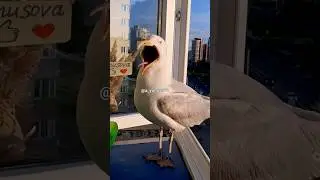 Обалдеть какая красота!