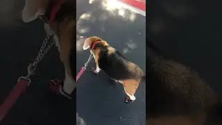 Sophie's Summer Paw Protectors
