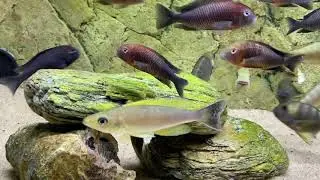 Tropheus F1 show tanks at PISCES farm