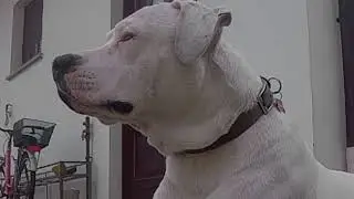 dogo argentino 