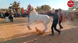 Mukesh bilwa ki ghoda dance togda।ghoda।ghoda dance।ghoda wala dance।ghode ka dance।horse dance