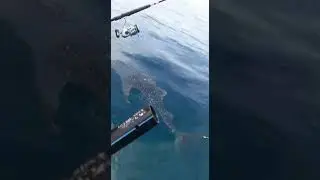 whale shark sought human assistance to get rid of the rope entangled in his fins.