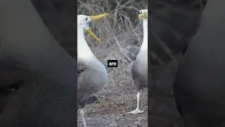 Albatross facts you didn't know #albatross #albatrosses #animals #animalfacts