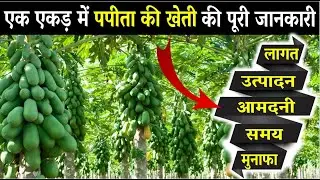 एक एकड़ में रेड लेडी 786 पपीता की खेती की पूरी जानकारी | Papita ki kheti kab aur kaise karen