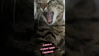 АЛИСА ГЕРМАНИЯ 2024