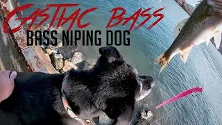 Summer Castaic Lake Bite - Bass Nipping Dog