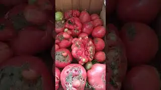 Уродливые помидоры, в чём причина?