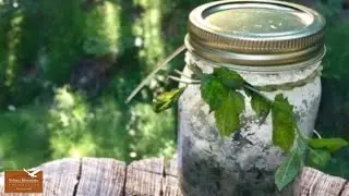 Wildcrafting: Mountain Mint and Horsetail Foot Scrub