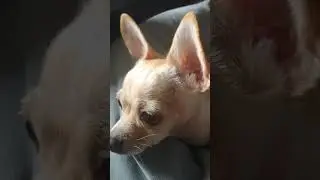 Cute Chihuahua On Couch