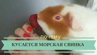 Почему Кусается Морская Свинка