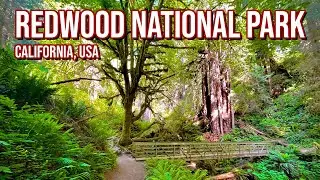 Redwood MOSSY WATERFALL Hike - Trillium Falls - Full Hike