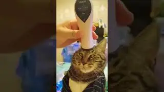 Cat's