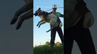 вот настоящая Фея🧚🐾 #дворняжка #собака #топ#феяизтиктока
