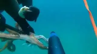 Octopus 2,1kg Mikro Teras