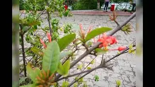 Natural Pictures