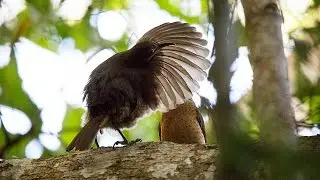 Juvenile Male Victoria's Riflebirds - dancing