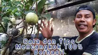 The most complete method of how to graft and the graft results are already bearing fruit