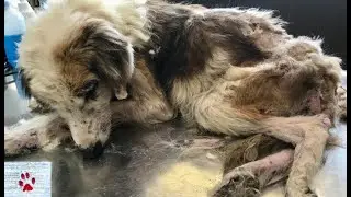 A dog's weakness