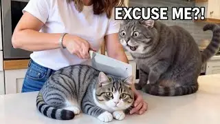 🍰🐈‍⬛The Most Overdramatic Cat Reactions to Cutting Cake Ever🤣 | Funniest Cat Compilation 