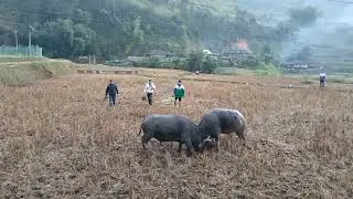 Chọi trâu vùng cao.