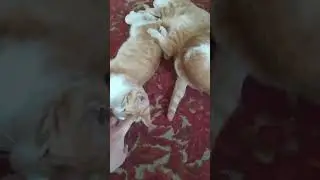 цвет настроения рыжий