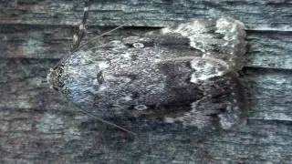 Copper Underwing Moth (Noctuidae: Amphipyra pyramidoides) on Wall