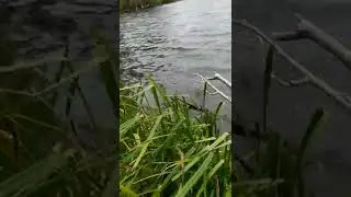щука запутала леску и ушла ,пришлось парню лезть ( в итоге парень две щуки поймал )