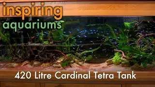 Inspiring Aquariums - 420 Litre Cardinal Tetra Tank