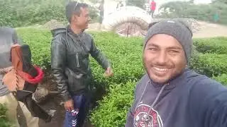 তেতুলিয়া চা বাগান ঘুরে আসলাম,,,,,,,,,,,,,,,,,,