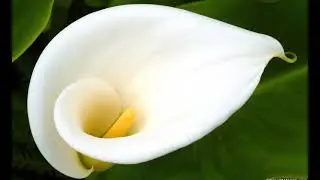 Flowers & Music