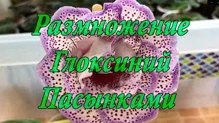 Размножение Глоксиний пасынками. Часть 2
