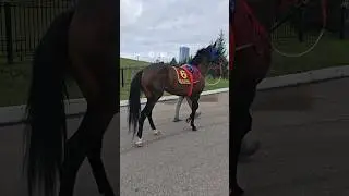 Собираем лошадь на скачку🏇 Часть 1 #лошади#скаковые#ипподром#horse