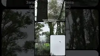Загадки затонувшего леса…