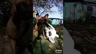 Молли злючка и Таичка делят перчатку 😂бои без правил ,французский бульдог