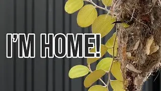 Season 2024: vlog #32 - Sunbird Part 3