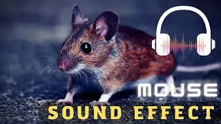 Mouse sound effects | Mouse sounds | Animal sounds |