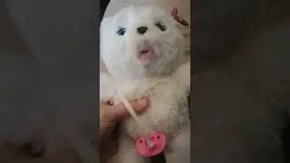 мишка медвежонок медведь little live