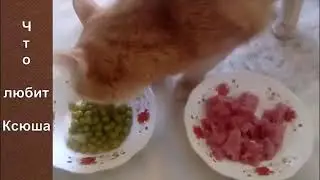 Что любит Ксюша
