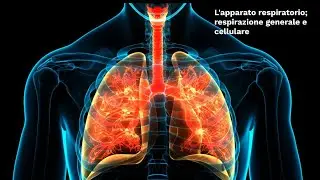 SCIENCE SUPERSYNTHESIS: Respiratory system, general and cellular respiration (second grade)