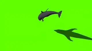 Fish! Green screen video! Copyright free!