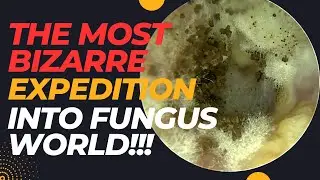 The Most BIZARRE Expedition Into the Kingdom of Fungi !