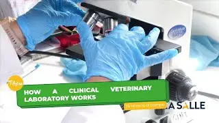 How a clinical veterinary laboratory works