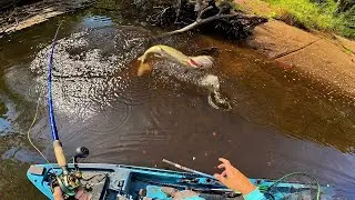 This SMALL CREEK is LOADED with MUSKIES! (29 MUSKY HOOKED IN ONE DAY)