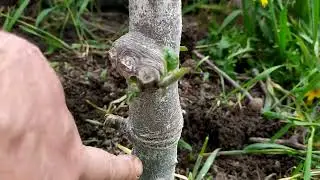 колоновидные яблоньки.