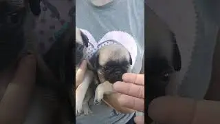 Щенки мопса красная и голубая лента.