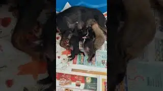 CHIHUAHUA APPLE HEAD 🍎 GIVES BIRTH 2X KIMBO